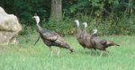 4 turkeys.jpg