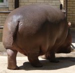 hippo.jpg