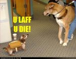 funny-dog-pictures-dog-in-costume-threatens-other-dog.jpg