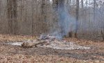 ice storm branches burning.jpg