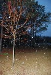 SNOW20100212.jpg