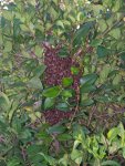 Bee-swarm-2.jpg