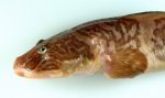 Eelpout.jpg