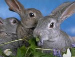 rabbits-1.jpg