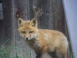 100_1147fox.jpg