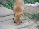 tn_100_1146fox.jpg