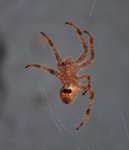 Six-Legged Spider 1 - 600.jpg