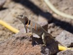 Lizard-3105.jpg