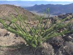 ocotillo.jpg