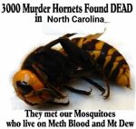 Murder hornets.jpg