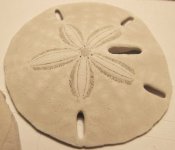 Keyhole_sand_dollar_01.jpg