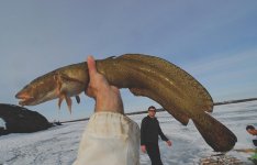 Burbot - hero .jpg