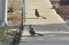 Sidewalk Turkeys.jpg