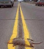 Possum in road.JPG