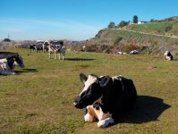Tujunga Canyon Pasture with Funky Cows - 1024.jpg