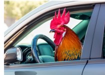 Rooster Driving 1.jpg