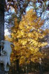 skull and tree small file.jpg