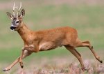 roe-deer-5220.jpg