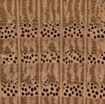 oak-red-x10.JPG