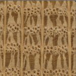 oak-white-x10.JPG