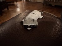 IMG_5635.jpeg