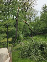 Tree down.jpg