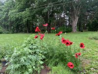 IMG_2602.jpeg