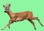 deer1.gif