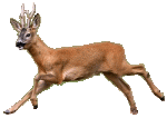 deer2.gif