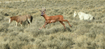 deer3.gif