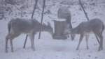 deer in snow.jpg