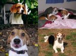 beagle collage.jpg