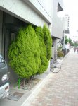 shrubs01.jpg shrubs01.jpg