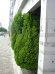 shrubs03.jpg shrubs03.jpg
