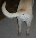 buckybutt.jpg buckybutt.jpg