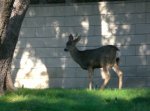 Diskeeper Deer 1 - 800.jpg