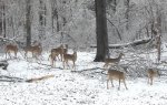 deer cropped.jpg