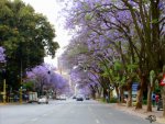 jakaranda trees.jpg