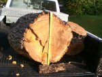 Woodward Elm - 02 800.jpg