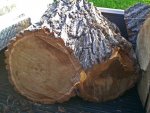 Woodward Elm - 03 800.jpg