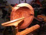 Elm Crotch 1 Progress - 13 800.jpg