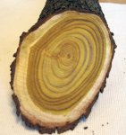 Cross section of wood branch.jpg