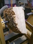 Box Elder Burl Progress - 08 800.jpg