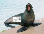 seal in the mail 800.jpg