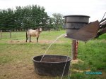 Watering feeder calves.jpg