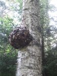 Burl on Dickerson Trail.jpg