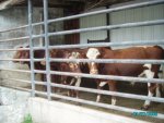 Cattle at Monon I.jpg