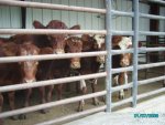 Cattle at Monon II.jpg