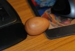 First egg 009.JPG