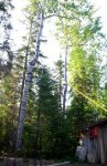 Poplar tree about to be cut down -really small.JPG